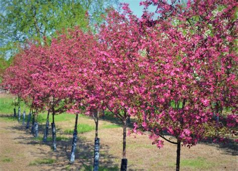 Prairiefire Crabapple - Next Generation Landscape Nursery