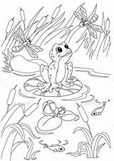 Free & Easy To Print Frog Coloring Pages  coloring Animal sketch template