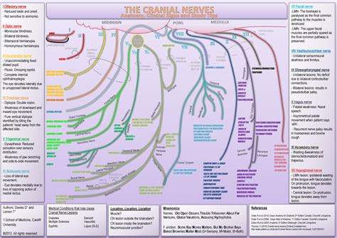 Cranial Nerves Function Chart