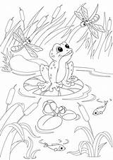 Collection Of Pond Coloring Pages  Free Printable sketch template