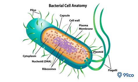 Mengenal Struktur Bakteri dan Fungsinya - Portal-Rakyat.com