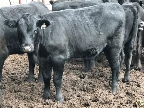 46 Angus Heifers | Listing | Cattlesales