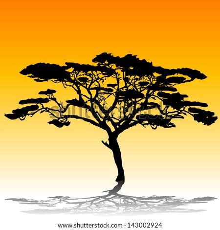 Acacia Tree Silhouette Stock Photo 143002924 : Shutterstock