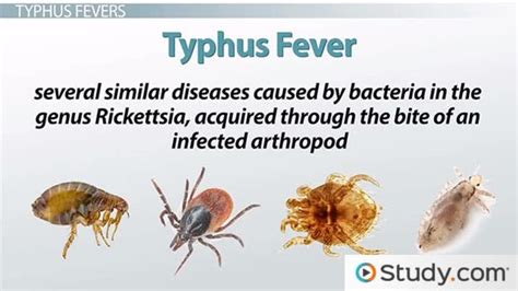 Typhus Fever & Rickettsia Prowazekii Causes, Symptoms & Transmission ...