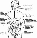 Digestive System Organs Coloring Page Younger Student  Vrogueco sketch template