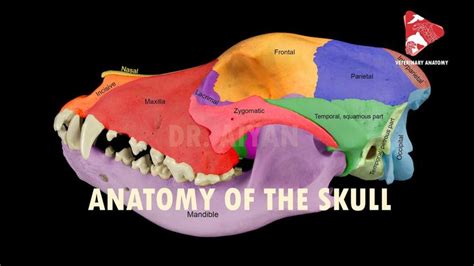 anatomy of the canine skull | Canine skull, Canine, Muscles massage