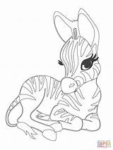 Cute Baby Zebra coloring page  Free Printable Coloring Pages sketch template