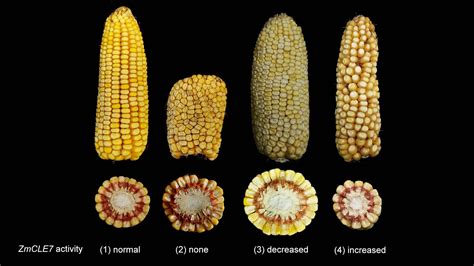 Tweaking corn kernels with CRISPR