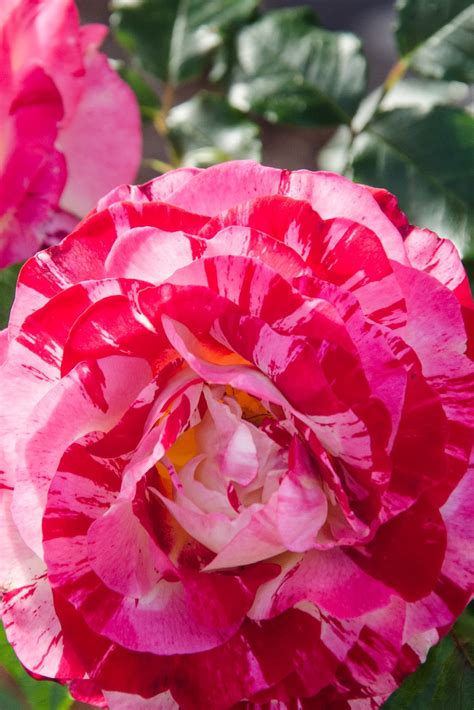 Pacific Northwest Photography: Variegated Roses