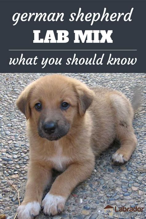 Everything You Need To Know About German Shepherd Lab Mix Dogs - LabradorTrainingHQ