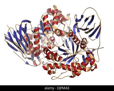 Glucocerebrosidase (beta-glucosidase) enzyme molecule. Deficient in Stock Photo: 63040594 - Alamy