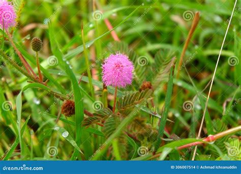 Natural Beauty Pink Flower Background Wallpaper of Shy Princess Flower Tree Stock Photo - Image ...