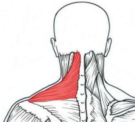 4 ejercicios para mejorar el cuello - Iván Fisioterapia Zaragoza