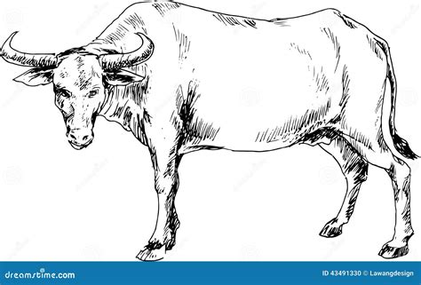 Hand drawn buffalo stock vector. Illustration of wildlife - 43491330