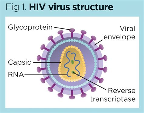 Research provides a roadmap to HIV eradication