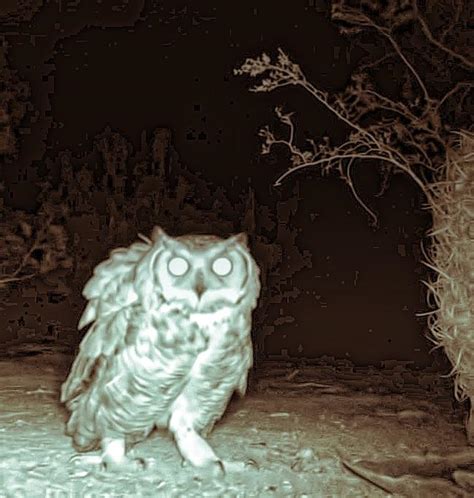 Great Horned Owl at Night in the Desert Photograph by Judy Kennedy - Pixels