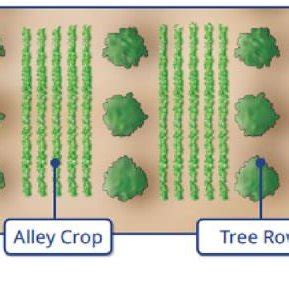 7. Different cropping systems: alley, alley crop, tree row, and within... | Download Scientific ...