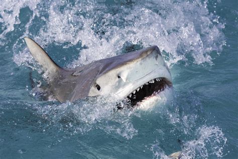 Red Sea: Tourists Witness Fatal Shark Attack at Popular Egyptian Resort