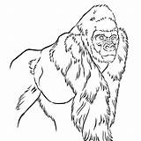 Gorillas Originalcoloringpages Sketch Coloring Page sketch template