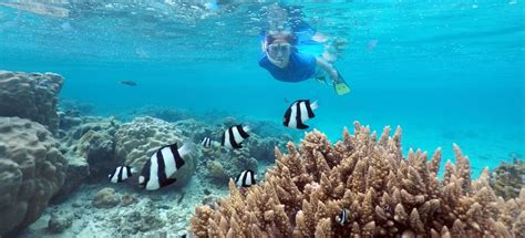 Snorkeling Cook Islands | A Guide to the Best Spots | Snorkeling Report