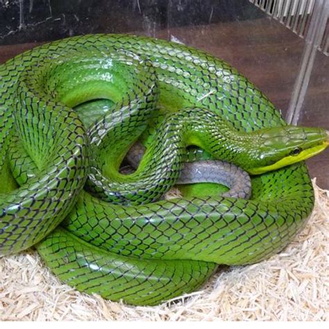 Redtail Green Rat Snake (Green Phase) adults