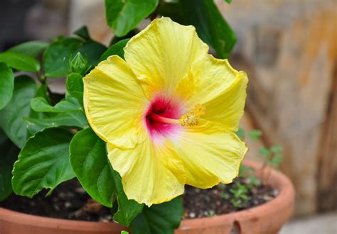 7 Reasons Why Your Hibiscus Leaves Are Turning Yellow