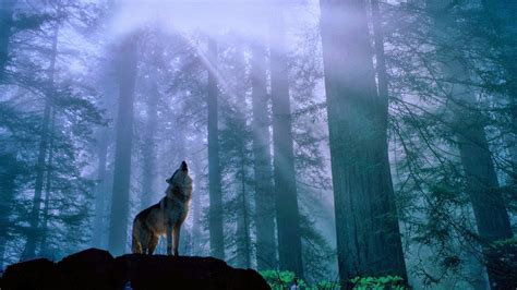 Howling Wolf