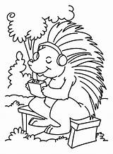 30  Porcupine Coloring Pages Free Printable PDF JPG PNG & Online sketch template