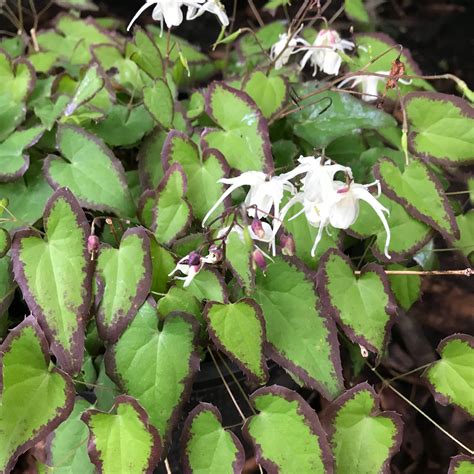 Epimedium for Australian gardens - Gentiana Nursery % Epimedium for ...