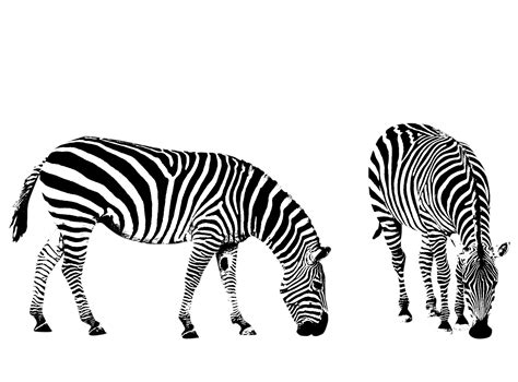 Zebra Illustration Clipart Free Stock Photo - Public Domain Pictures