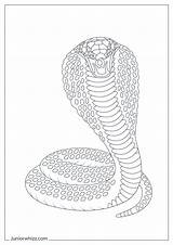 King Cobra Coloring Pages & Book 12 Printable PDFs sketch template