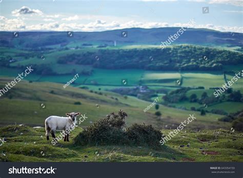 7,530 Welsh farm Images, Stock Photos & Vectors | Shutterstock