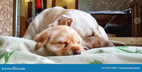 Labrador retriever family stock image. Image of family - 219177203