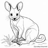 Wallaby Coloring Pages  Free & Printable sketch template
