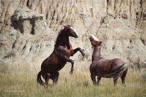 Theodore Roosevelt National Park Wildlife Photography