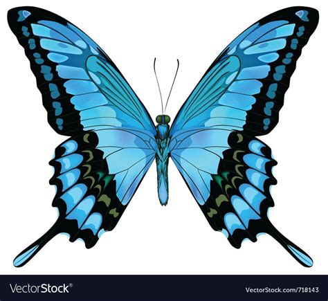 Beautiful isolated blue butterfly vector image on VectorStock | Butterfly clip art, Butterflies ...