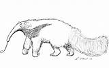 Anteater Coloring Pages sketch template