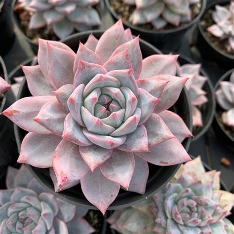 12 Perfectly Pink Succulents That You Need In Your Life