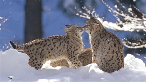 Baby Lynx In Snow - 1920x1080 Wallpaper - teahub.io