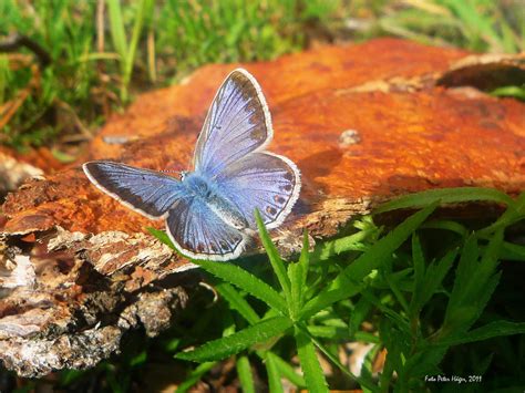 Blue Wing Butterfly Free Stock Photo - Public Domain Pictures