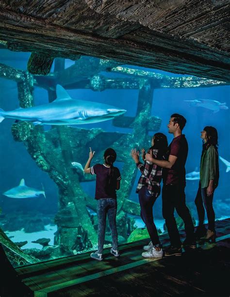 See creatures of the sea and more at Shark Reef Aquarium in Las Vegas - Las Vegas Magazine