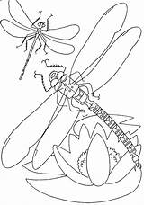 Free Printable Dragonfly Coloring Pages For Kids sketch template