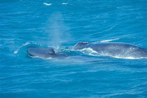 File:BlueWhaleWithCalf.jpg - Wikipedia, the free encyclopedia