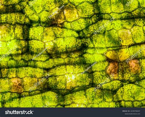 Plant Cell Chloroplast Microscope