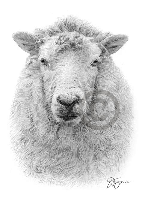 Pencil drawing of a sheep by UK artist Gary Tymon