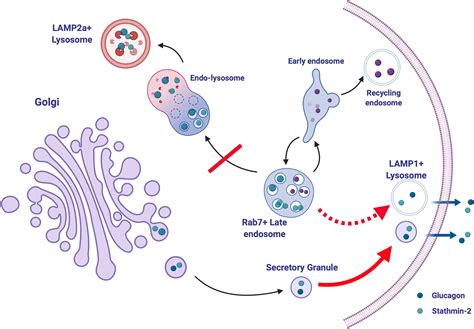 Frontiers | Pathways of Glucagon Secretion and Trafficking in the ...