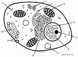 Animal Cell Coloring Pages Labeling  Free Printable sketch template