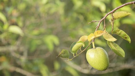 Pond Apple Tree Close up Stock Footage Video (100% Royalty-free ...