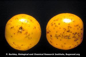 Citrus Black Spot | Pests & Diseases