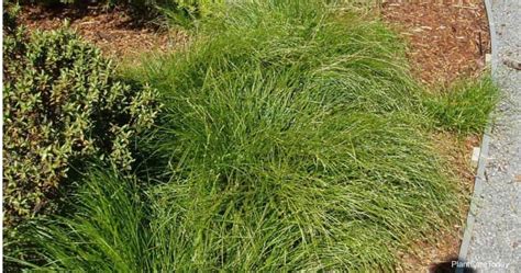 Learn Carex Divulsa Care: All About Growing Grassland Sedge